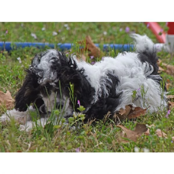 regalare un barboncino | Foto 2