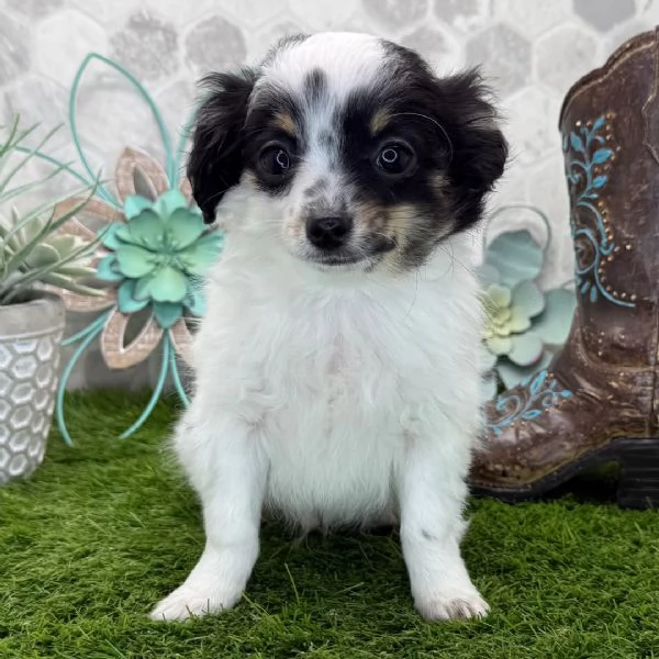 Ho un adorabile cucciolo di chihuahua che vorrei regalare a qualcuno | Foto 2