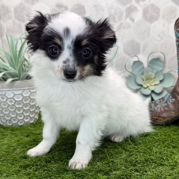 Ho un adorabile cucciolo di chihuahua che vorrei regalare a qualcuno | Foto 1