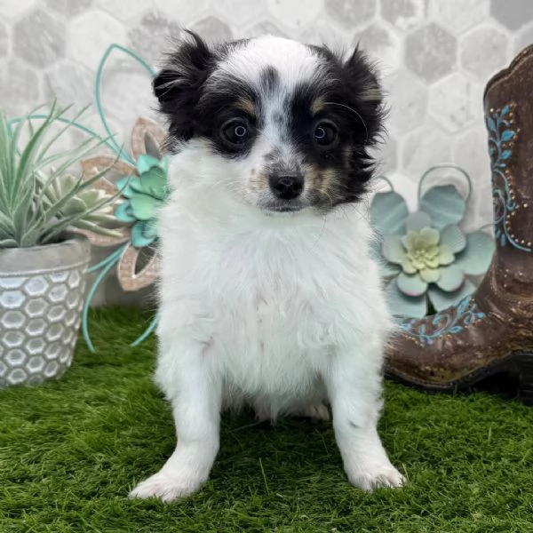 Ho un adorabile cucciolo di chihuahua che vorrei regalare a qualcuno | Foto 0