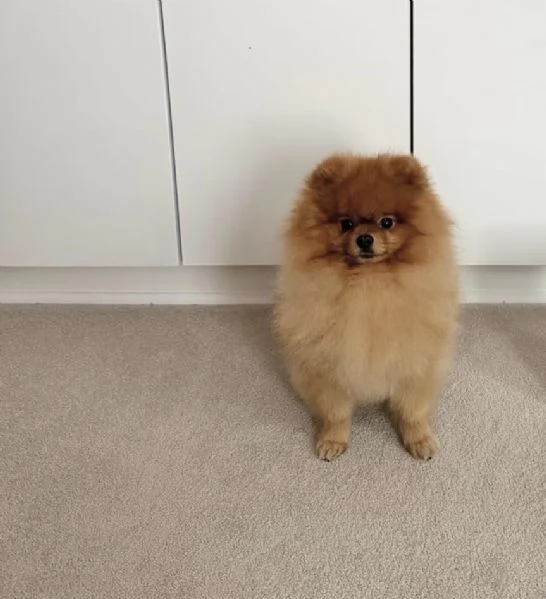Regalo il mio cucciolo di Pomerania