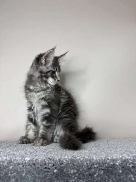 Maine coon cuccioli