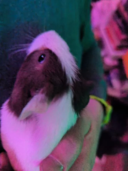 Porcellini dindia | Foto 2