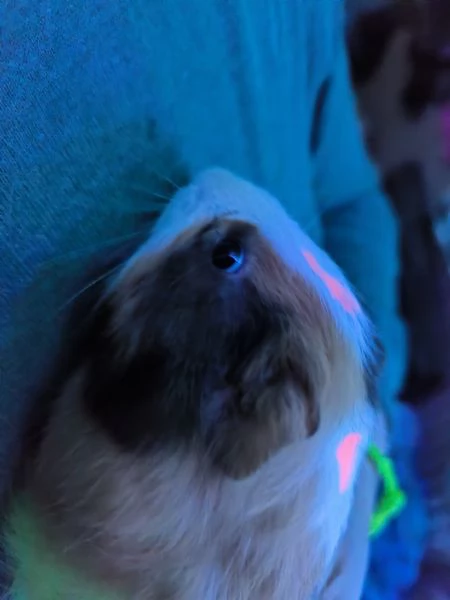 Porcellini dindia | Foto 1