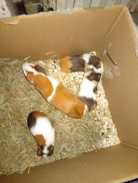 Porcellini dindia | Foto 1