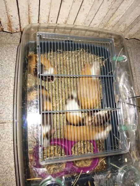 Porcellini dindia | Foto 0