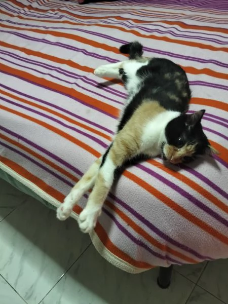 Affido consapevole gattina molto attiva napoli