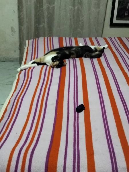 Affido consapevole gattina molto attiva napoli | Foto 1