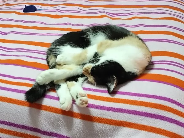 Affido consapevole gattina molto attiva napoli | Foto 0