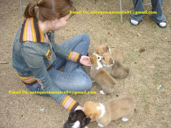 Cuccioli di Corgi maschi e femmine ben socializzati