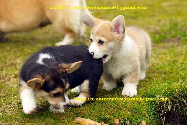 Cuccioli di Corgi maschi e femmine ben socializzati | Foto 0