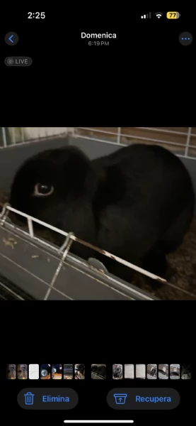 coniglio ariete nano  | Foto 0