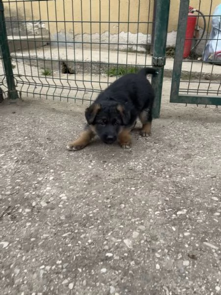 Cuccioli pastore tedesco | Foto 5