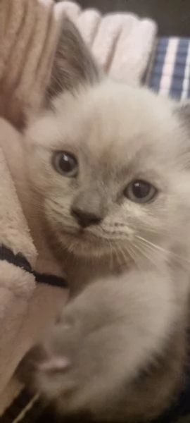 Scottish streight color point  | Foto 3