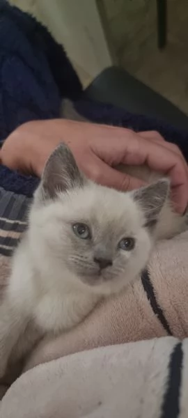 Scottish streight color point  | Foto 1