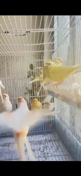 Vendo  canarini  | Foto 1