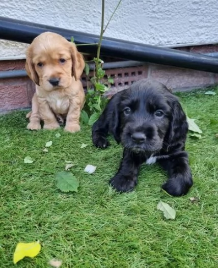 Bellissimi cuccioli di cocker spaniel