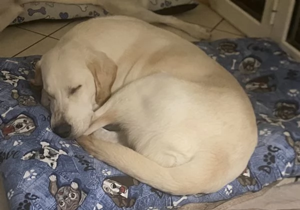 Cucciolo golden retriver 