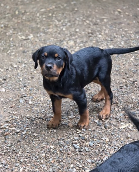  ROTTWEILER  | Foto 0