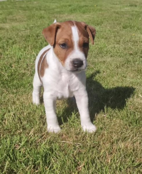  JACK RUSSEL | Foto 0