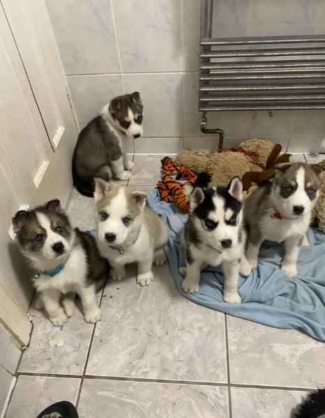 Meravigliosi cuccioli di SIBERIAN HUSKY per ladozione