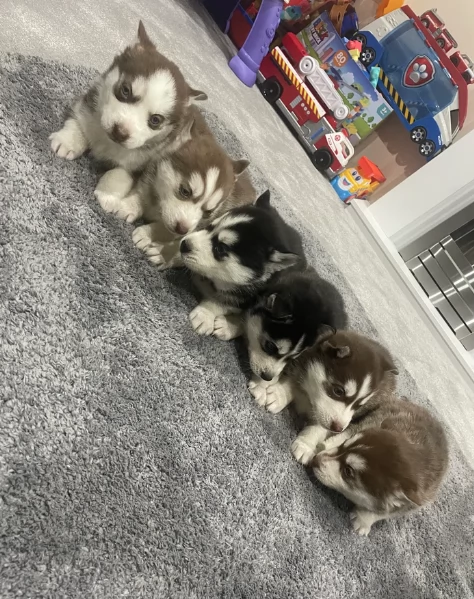 Meravigliosi cuccioli di SIBERIAN HUSKY per ladozione | Foto 2