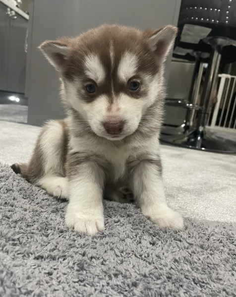 Meravigliosi cuccioli di SIBERIAN HUSKY per ladozione | Foto 1