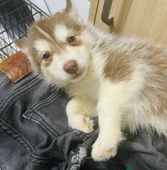 Meravigliosi cuccioli di SIBERIAN HUSKY per ladozione