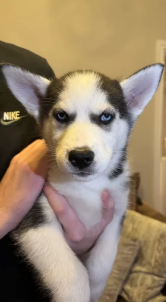 Meravigliosi cuccioli di SIBERIAN HUSKY per ladozione | Foto 0