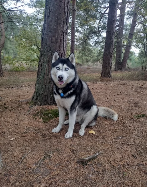 Meravigliosi cuccioli di SIBERIAN HUSKY per ladozione | Foto 6