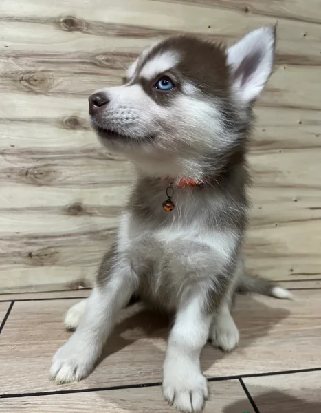 Meravigliosi cuccioli di SIBERIAN HUSKY per ladozione | Foto 1