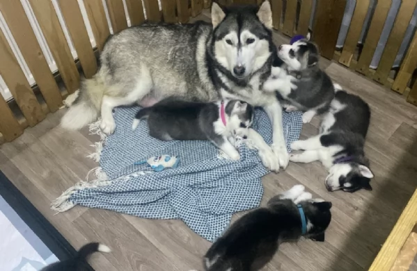 Meravigliosi cuccioli di SIBERIAN HUSKY per ladozione | Foto 5