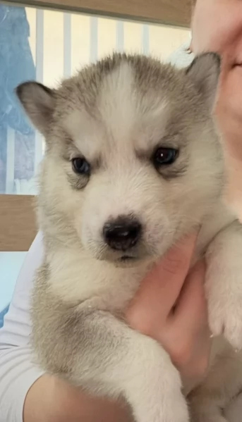 Meravigliosi cuccioli di SIBERIAN HUSKY per ladozione | Foto 1