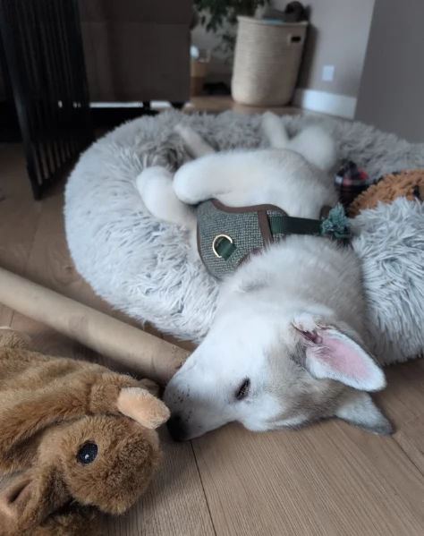Meravigliosi cuccioli di SIBERIAN HUSKY per ladozione | Foto 5