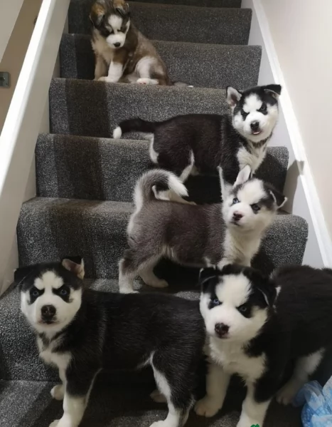 Meravigliosi cuccioli di SIBERIAN HUSKY per ladozione | Foto 3