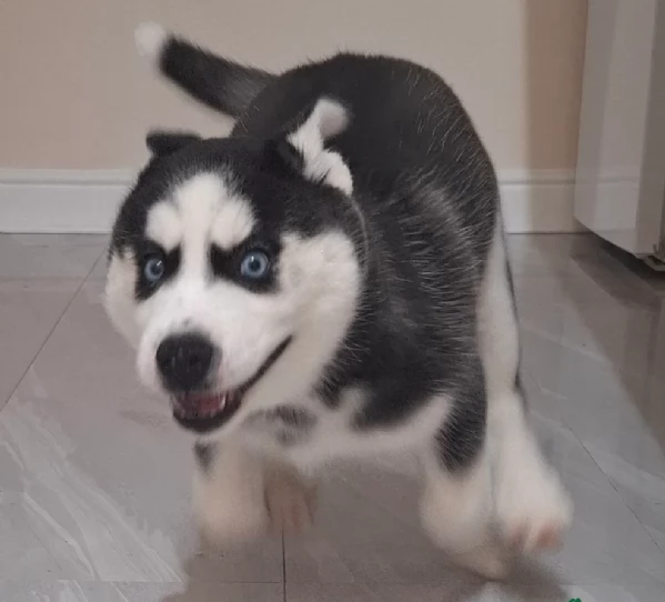 Meravigliosi cuccioli di SIBERIAN HUSKY per ladozione | Foto 2