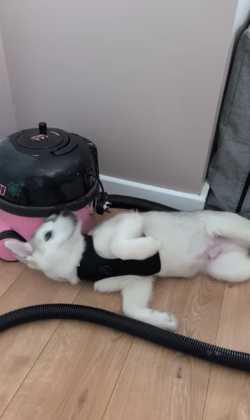 Meravigliosi cuccioli di SIBERIAN HUSKY per ladozione | Foto 5