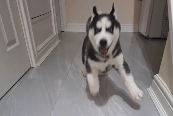 Meravigliosi cuccioli di SIBERIAN HUSKY per ladozione | Foto 0