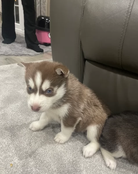 Meravigliosi cuccioli di SIBERIAN HUSKY per ladozione | Foto 6