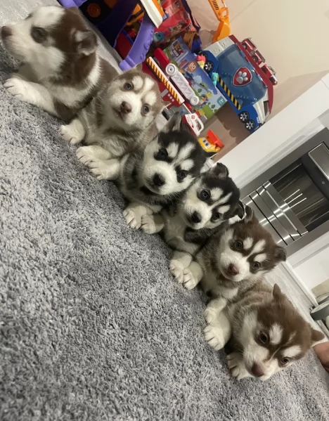 Meravigliosi cuccioli di SIBERIAN HUSKY per ladozione