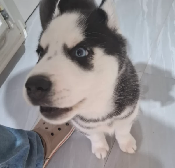 Meravigliosi cuccioli di SIBERIAN HUSKY per ladozione | Foto 5