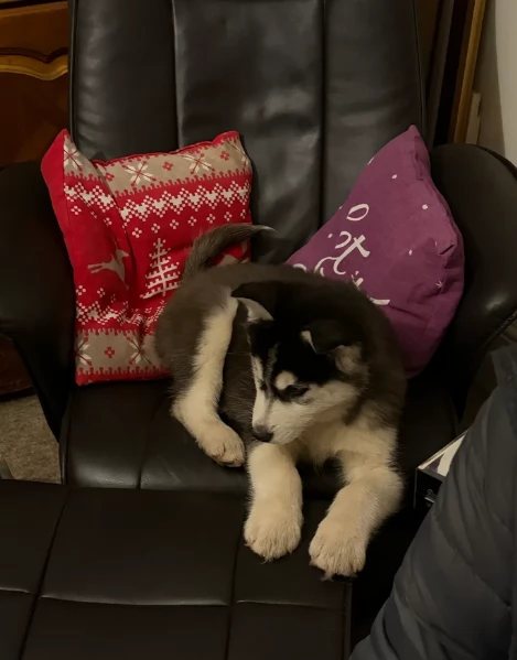 Meravigliosi cuccioli di SIBERIAN HUSKY per ladozione | Foto 5