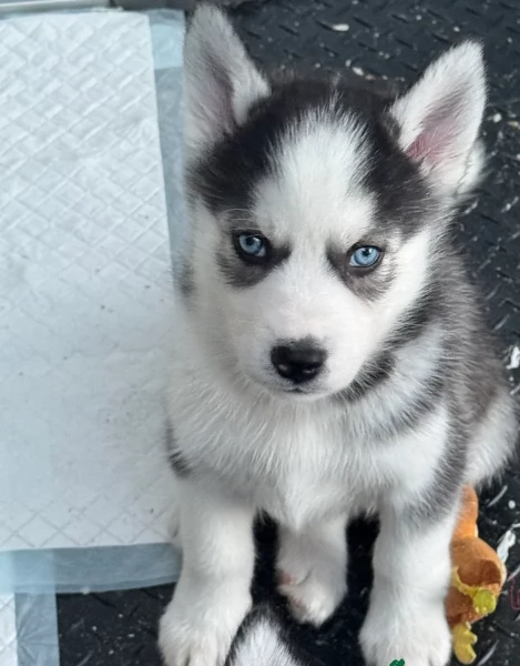 Meravigliosi cuccioli di SIBERIAN HUSKY per ladozione | Foto 4