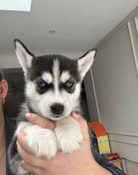 Meravigliosi cuccioli di SIBERIAN HUSKY per ladozione | Foto 2