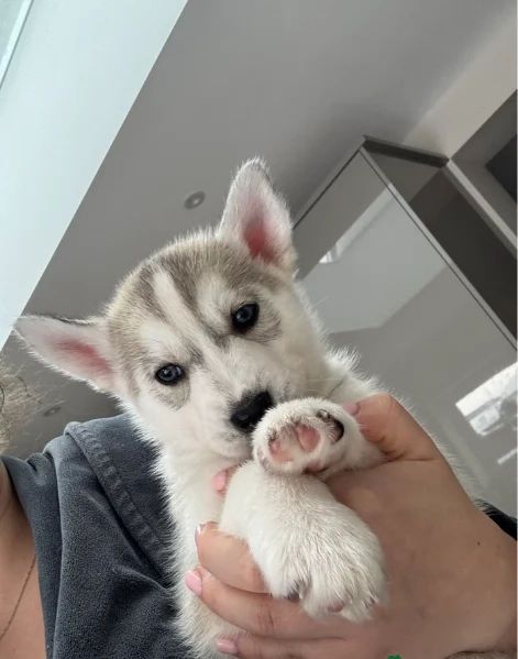 Meravigliosi cuccioli di SIBERIAN HUSKY per ladozione