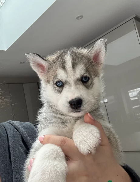 Meravigliosi cuccioli di SIBERIAN HUSKY per ladozione | Foto 4