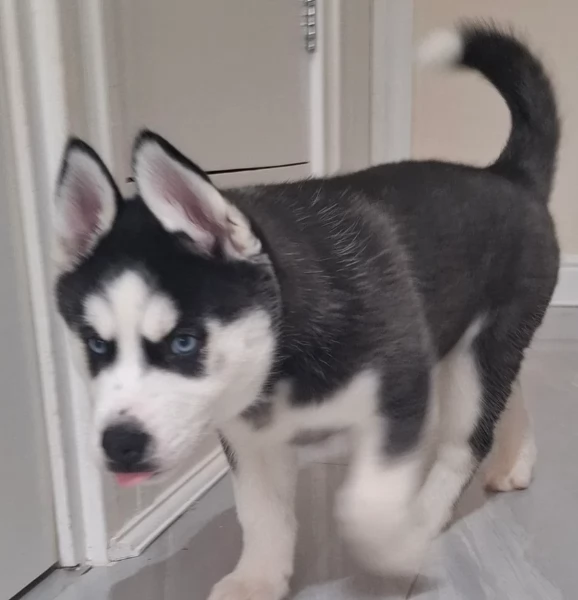 Meravigliosi cuccioli di SIBERIAN HUSKY per ladozione | Foto 1
