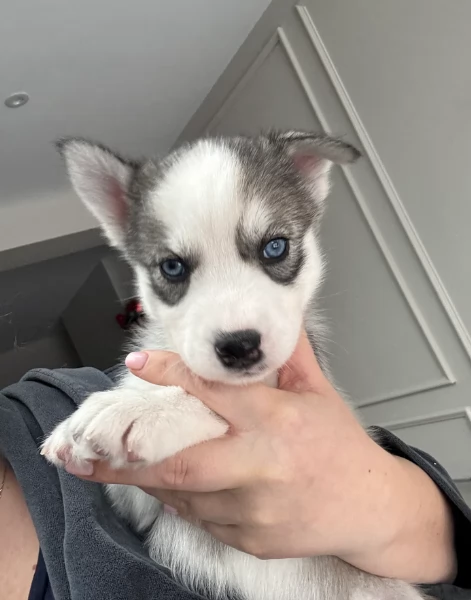 Meravigliosi cuccioli di SIBERIAN HUSKY per ladozione | Foto 0
