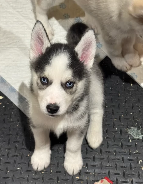 Meravigliosi cuccioli di SIBERIAN HUSKY per ladozione | Foto 3