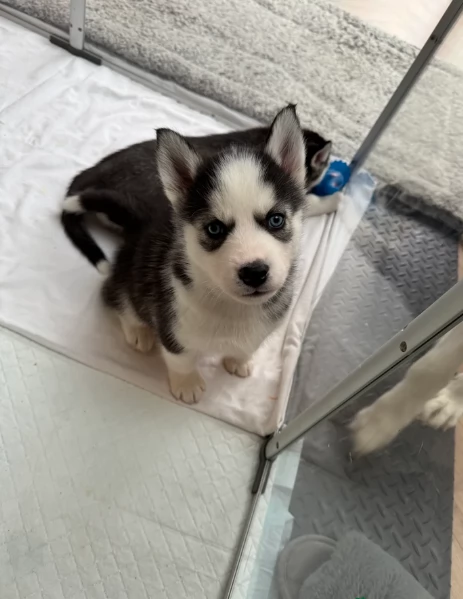 Meravigliosi cuccioli di SIBERIAN HUSKY per ladozione | Foto 1